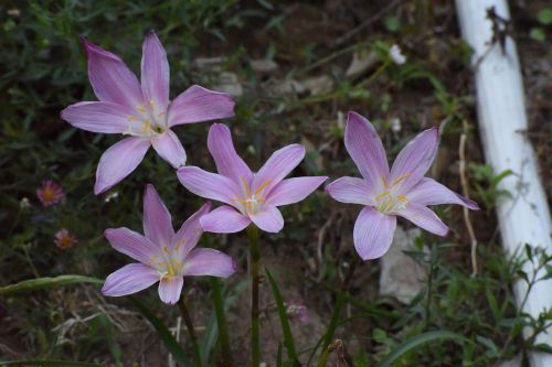 flowers hills back