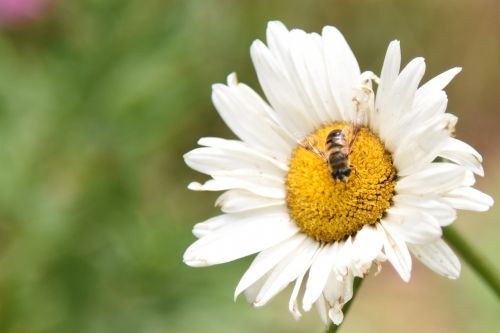 flowers honey bees