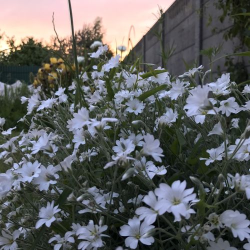 flowers summer summer flowers