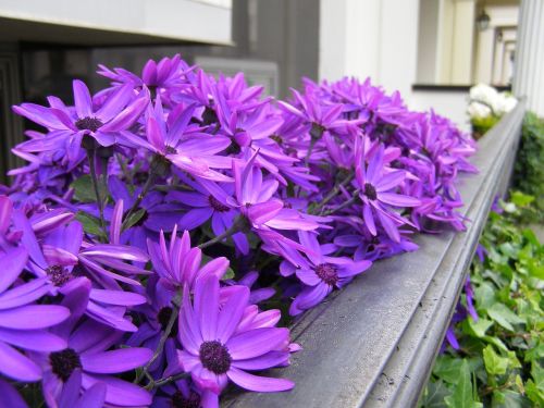 flowers purple purple flowers