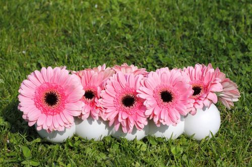 flowers gerbera background