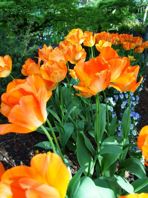 flowers orange bright