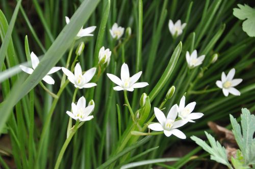 flowers star of bethlehem christ