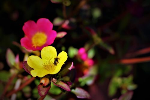 flowers garden color