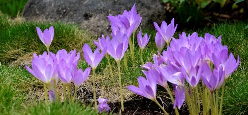 flowers violets garden