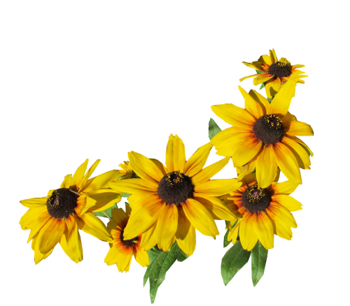 flowers yellow cut