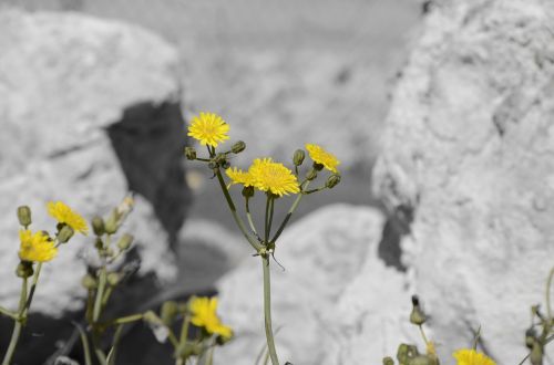 flowers yellow yellow flower