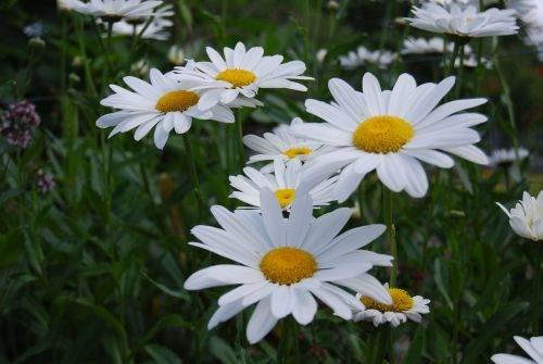 flowers nature petals