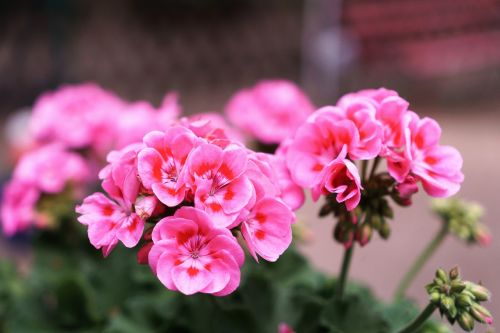 flowers pink pink flowers