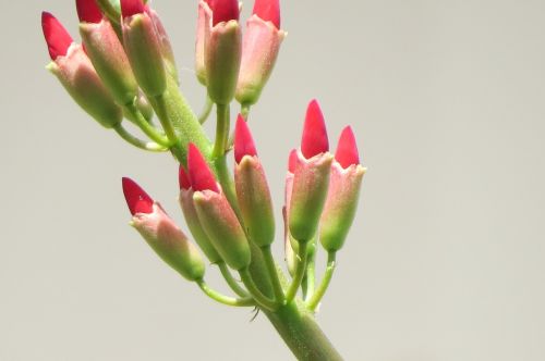 flowers red buds firecracker vine