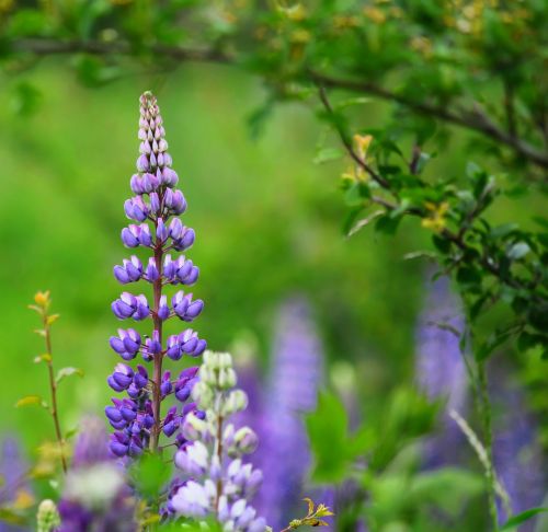 flowers flower nature