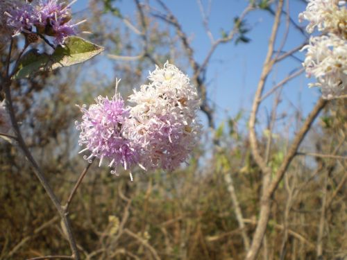 flowers wild lilacs