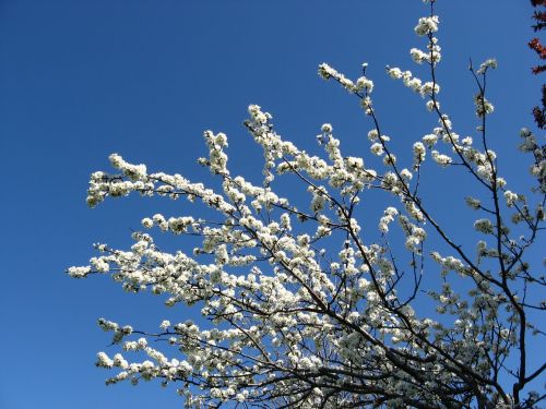 flowers sky plant