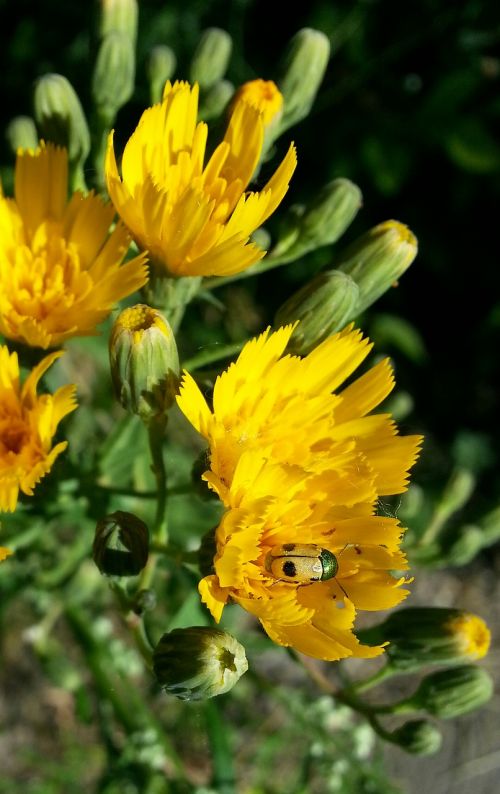 flowers insect yellow