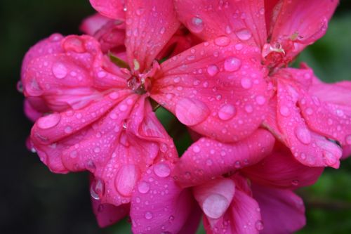 flowers rain drops