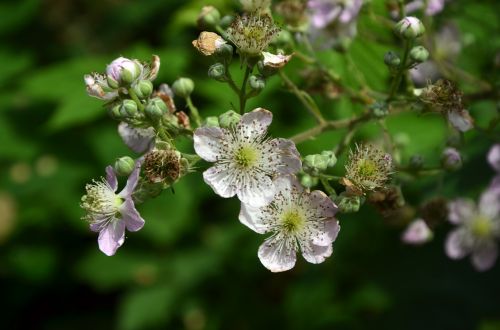 flowers nature plant