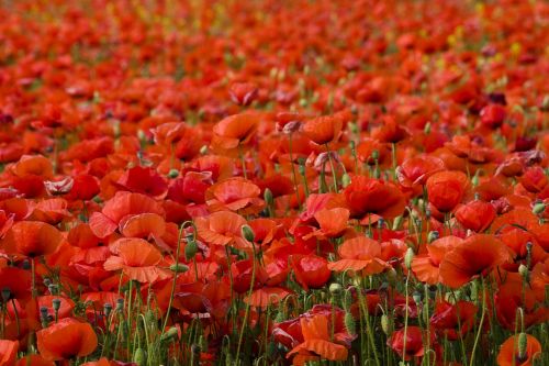 flowers poppy red