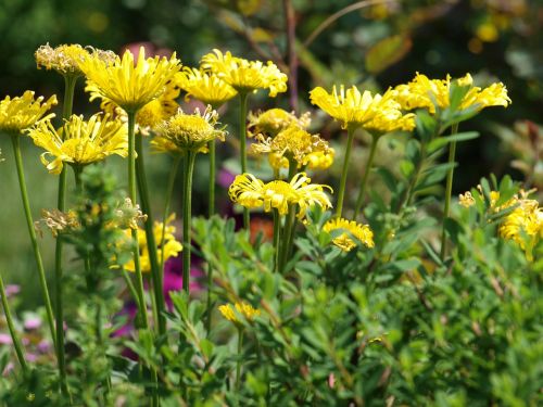 flowers yellow flowers garden