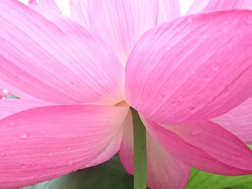flowers lotus back