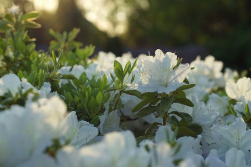 flowers white nature