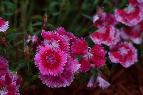 flowers pink spring