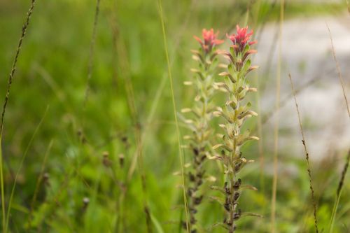 flowers nature green