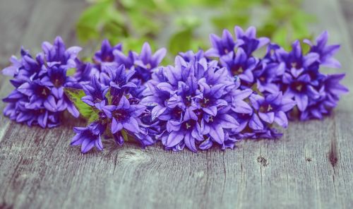 flowers purple wood