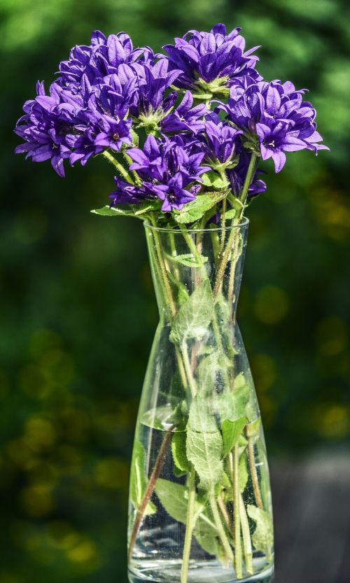flowers purple blue