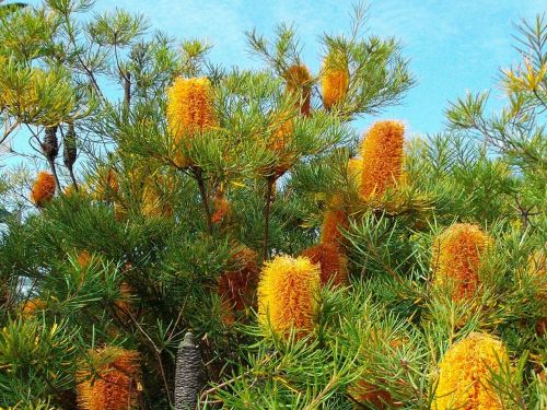 flowers native flora banksia