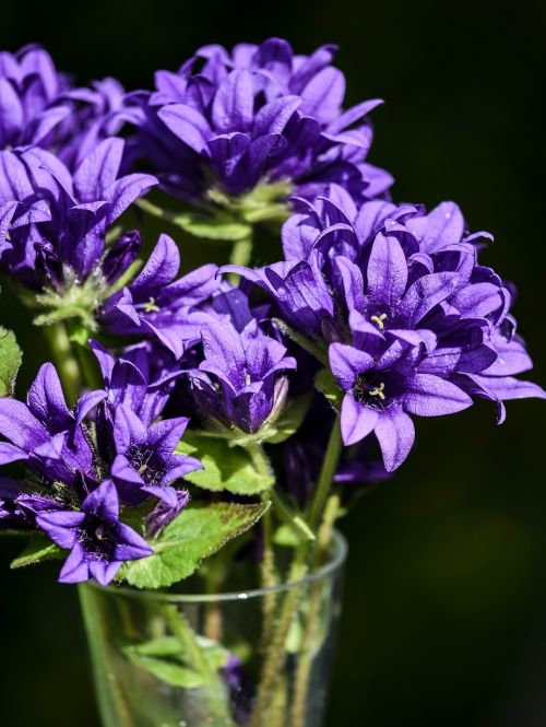 flowers purple blue