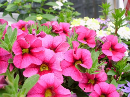 flowers pink petunias