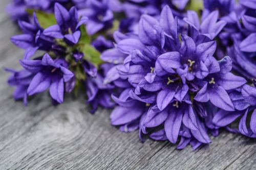 flowers purple wood