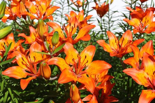 flowers lily orange