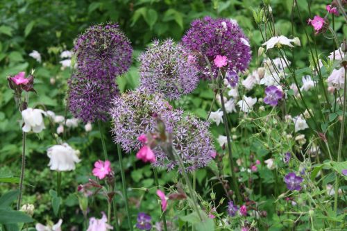 flowers floral alliums