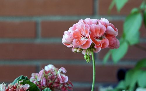 flowers vegetable nature