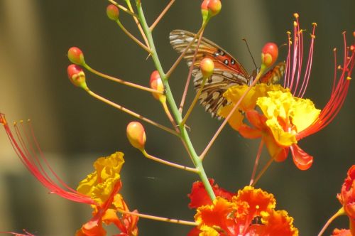 flowers orange yellow