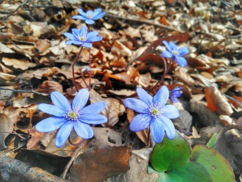 flowers spring mecsek