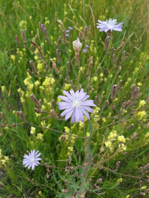 flowers chicory purple