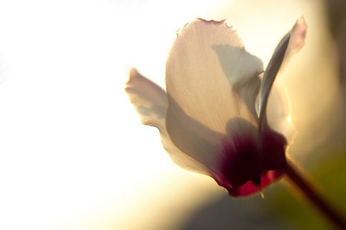 flowers cyclamen flower