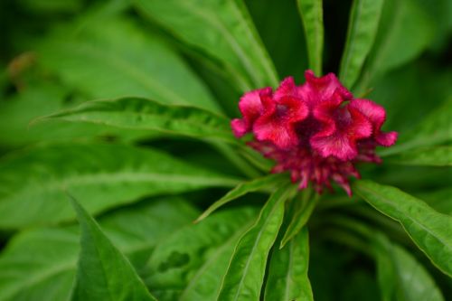 flowers botanical garden nature