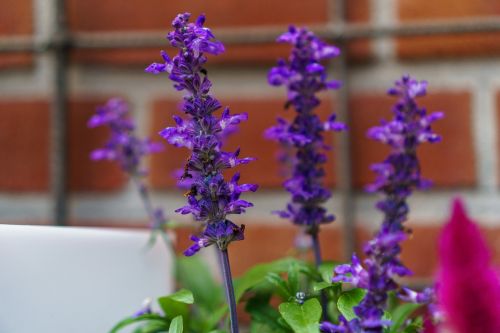 flowers purple garden