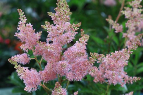 flowers plant summer