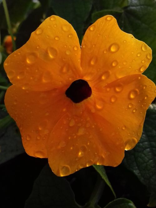 flowers flower orange