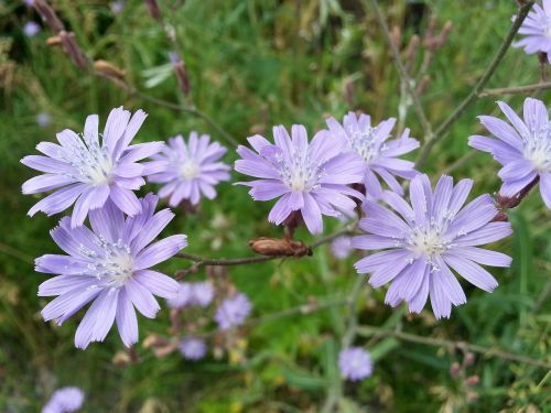 flowers chicory purple