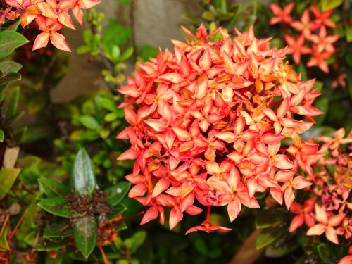 flowers nature garden