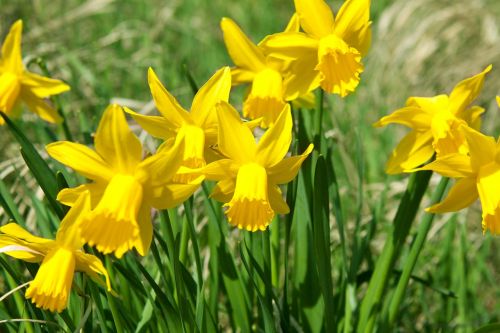 flowers yellow blossom