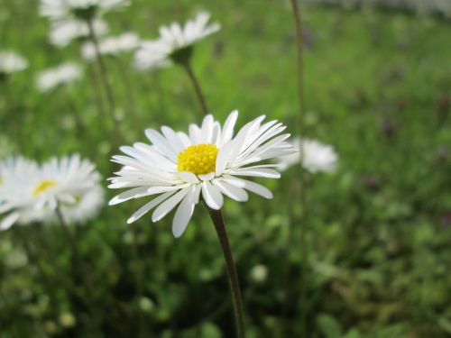 flowers white yellow