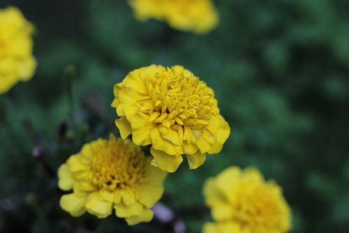 flowers garden yellow