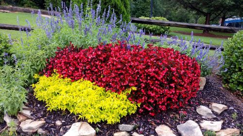 flowers flower bed springtime flowers