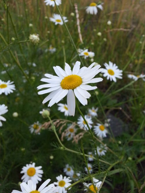 flowers chamomile white